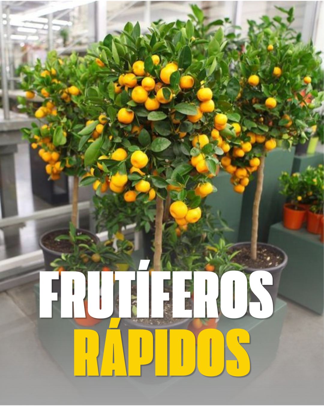 Frutiferas que produzem rapido