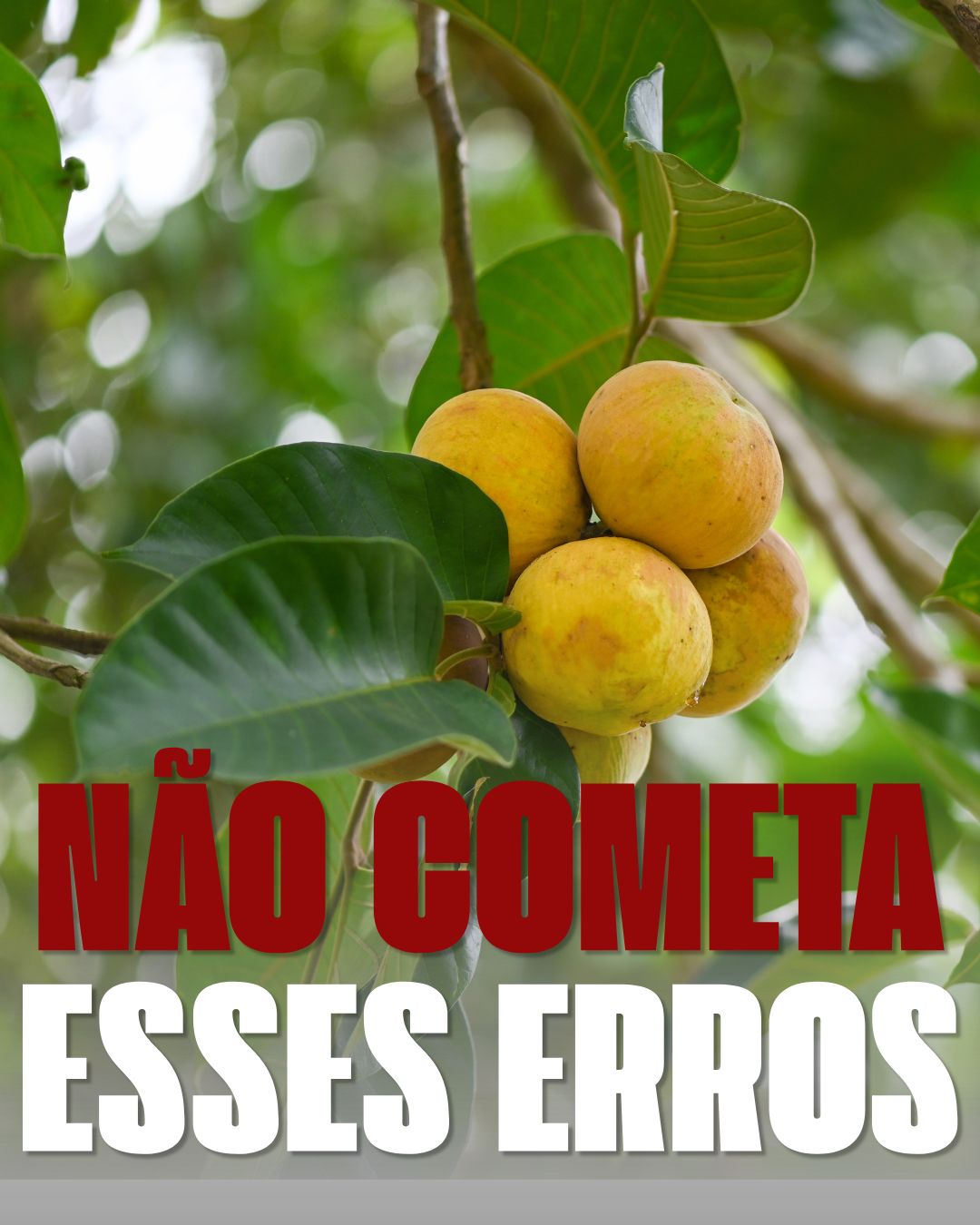 Erros que travam a frutificacao