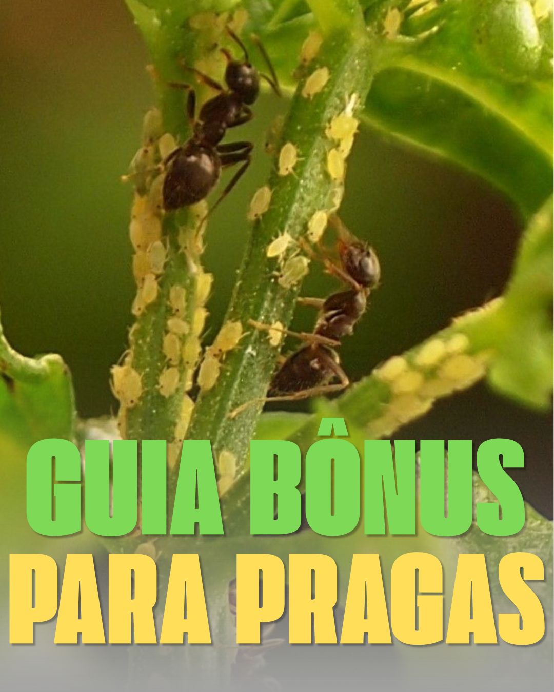 Guia de pragas โ solucao natural